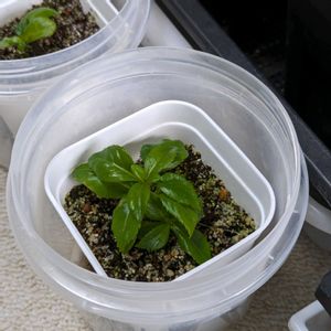 挿し木,てまりてまり,紫陽花 アジサイ あじさい,今日の一枚,おうち園芸の画像