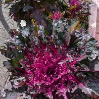 ハボタン,マーガレット,葉牡丹,葉牡丹,ジュリアンの画像