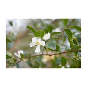 ヒメサザンカ,白い花,芳香,ツバキ科,常緑小高木の画像