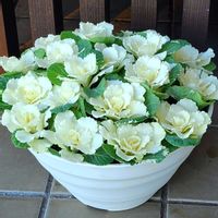 葉牡丹（はぼたん）,寄せ植え,自宅の画像