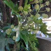 ビナンカズラ,八手(やつで),植物のある暮らし,スマホ撮影,今日のお花の画像