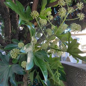 ビナンカズラ,八手(やつで),植物のある暮らし,スマホ撮影,今日のお花の画像