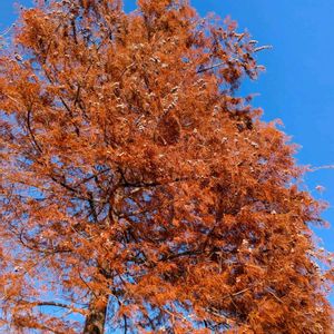 ラクウショウ,ヌマスギ,落羽松,沼杉,雑草の画像