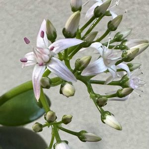 金のなる木,キュンキュン乙女倶楽部,和室の画像