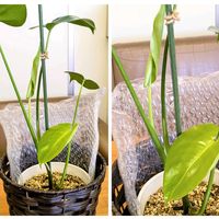 モンステラの画像