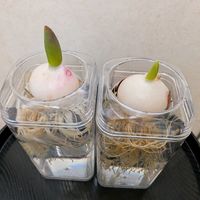 パッションフルーツの実,チューリップ水耕栽培。,ヒヤシンス鉢植,ヒヤシンス水耕栽培,富山支部の画像