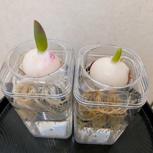 パッションフルーツの実,チューリップ水耕栽培。,ヒヤシンス鉢植,ヒヤシンス水耕栽培,富山支部の画像