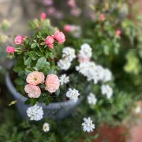 グリーンアイス,ハーブ,花のある暮らし,小さな幸せ♡,ありがとう♡の画像