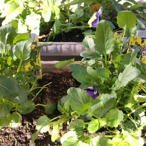 お見切り品♡ ✧*｡٩(ˊωˋ*)و✧*｡,栽培記録,玄関アプローチ,庭の画像