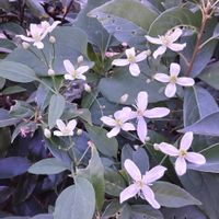 センニンソウ,山野草,白い花,植え込みの画像