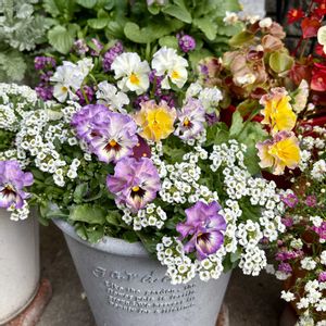 玄関先,フリル咲きビオラ,フリル系大好き♡の画像