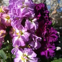 ストック,八重咲きストック,鉢植え,ピンクの花,玄関前の画像