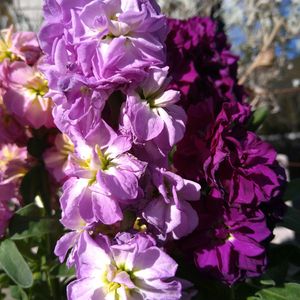 ストック,八重咲きストック,鉢植え,ピンクの花,玄関前の画像