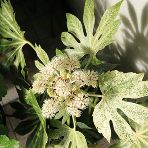 ヤツデ・紬絞り,光と影,玄関ポーチ,今日のお花,富山支部の画像