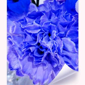 カーネーション,お出かけ先にて,花のある暮らし♡の画像