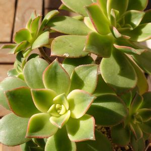 アエオニウム キウイ,アエオニウム キウイ,アエオニウム属ハロウィン,多肉植物,紅葉する多肉の画像