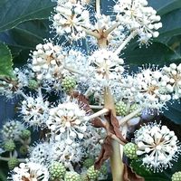 生け花,つぼみ好き,洋館,鎌倉散策,蕊好きの画像