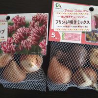 チューリップ,アタリヤ,球根植えの画像