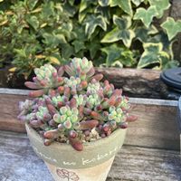 ルビーネックレス,乙女心,多肉植物,多肉中毒,多肉多肉多肉の画像