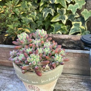 ルビーネックレス,乙女心,多肉植物,多肉中毒,多肉多肉多肉の画像