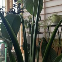 スパティフィラム,ヤツデ,観葉植物,サトイモ 科,今日のお花の画像