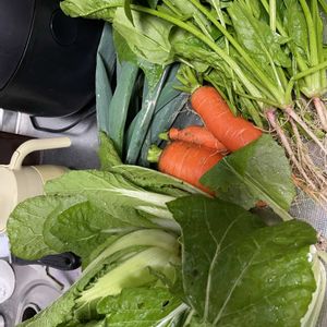 ニンジン,ネギ,ほうれん草,白菜,収穫の画像