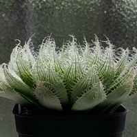 ハオルチア,ブラックベルディアナ,ブラックベルディアナ,多肉植物,ハオルチア属の画像