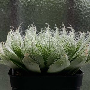 ハオルチア,ブラックベルディアナ,ブラックベルディアナ,多肉植物,ハオルチア属の画像