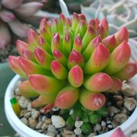 多肉植物いろいろ,タッチミー,多肉植物,多肉大好き,多肉植物の紅葉の画像