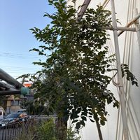 シマトネリコの画像