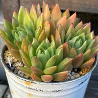 紅葉,エケベリア,多肉植物,アガボ系,爪　つめの画像