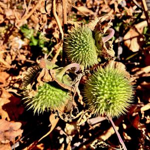 チョウセンアサガオ,ヨウシュチョウセンアサガオ,果実,一年草,海辺の画像