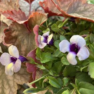 トレニア,ヒューケラ リオ,スーパートレニア カタリーナ ラムレーズン,花のある暮らし,玄関ポーチの画像