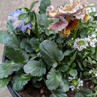 スイートアリッサム ,べっぴんさん　ノアゼットショコラ,寄せ植え,癒しの植物,育てる楽しみの画像