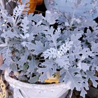 シロタエギク,多肉植物いろいろ,多肉植物の寄せ植え,白妙菊(しろたえぎく),多肉植物の画像