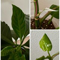 コーヒーの木,フィロデンドロン,インテリアグリーン,葉っぱ好き,観葉植物がスキの画像