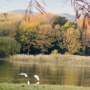 タイサンボク,ラクウショウ,おでかけ先,平和を願う☆,伊丹市昆陽池公園の画像