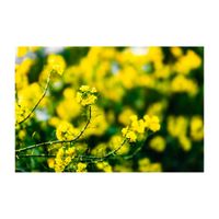 菜の花,黄色の花,冬野菜,アブラナ科,畑の風景の画像