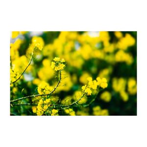 菜の花,黄色の花,冬野菜,アブラナ科,畑の風景の画像