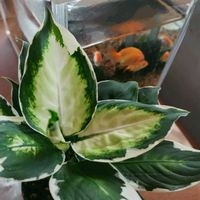 ディフェンバキア,デヘンバキア,デヘンバキア,ディフェンバキア・クールビューティ,デヘンバキア クールビューティの画像