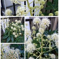 ナデシコ,ヤツデ,万両,万両,地植えの画像