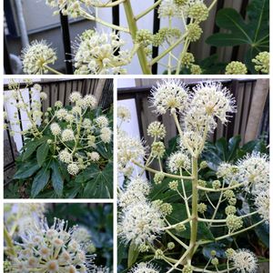 ナデシコ,ヤツデ,万両,万両,地植えの画像