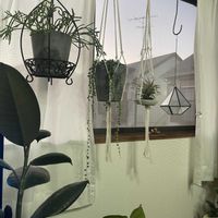 チランジア,グリーンネックレス,リプサリス,フランスゴムの木,多肉植物の画像