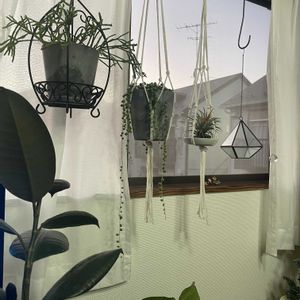 チランジア,グリーンネックレス,リプサリス,フランスゴムの木,多肉植物の画像