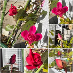 インパチェンス,ガーベラ,日々草,ピンクアイスバーグ,シクラメン サムライの画像