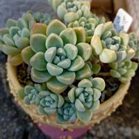 セダム,多肉植物,小さな花壇,love&peace,おうち園芸の画像