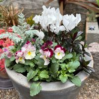 ガーデンシクラメン,シロタエギク シルバーレース,神戸べっぴんさんビオラ,へーべ ジョアンマック,おうち園芸の画像