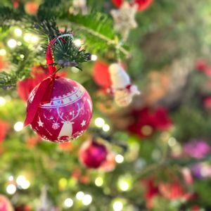 ポインセチア,クリスマスツリー♡,イルミネーション,クリスマスツリー,はままつフラワーパークの画像