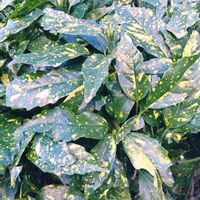 ガジュマル,胡蝶蘭,デンドロビューム,アボカド鉢植え,斑入りアオキの画像