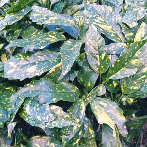 ガジュマル,胡蝶蘭,デンドロビューム,アボカド鉢植え,斑入りアオキの画像